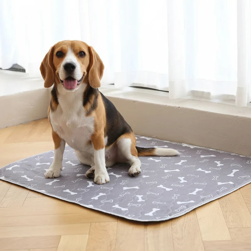 Dog sitting on a washable puppy pad